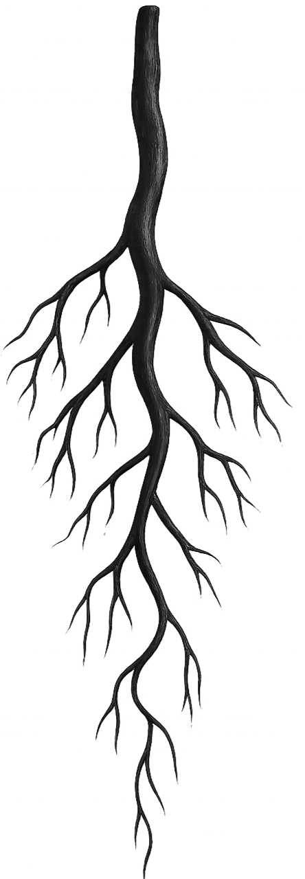 Root